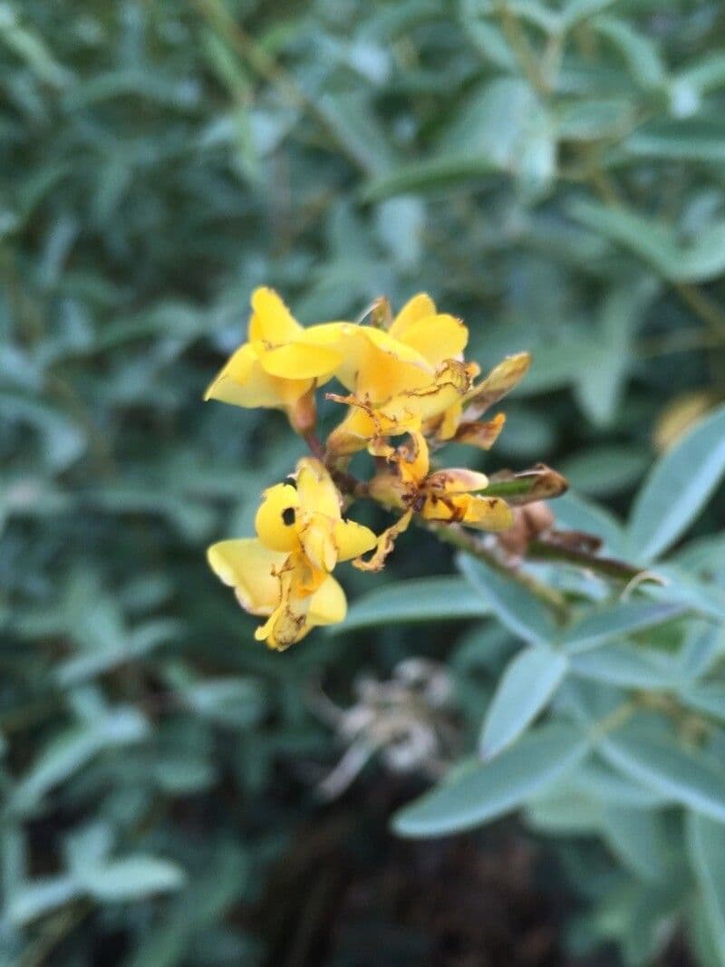 Adenocarpus 4