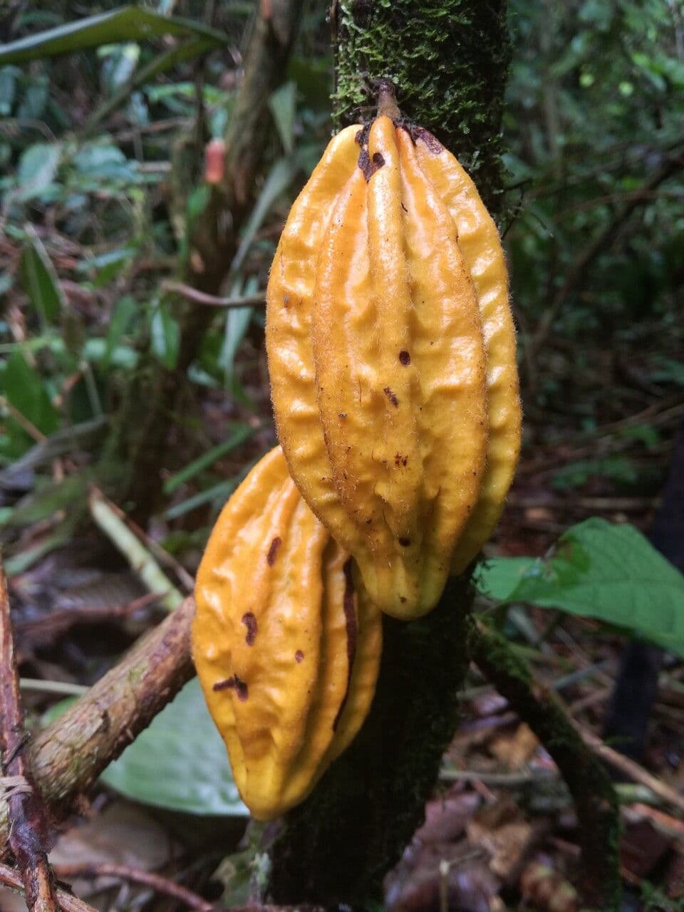 Herrania