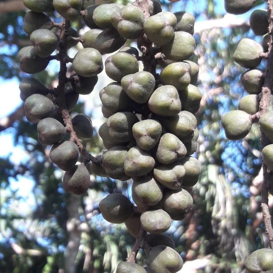 Elattostachys 3