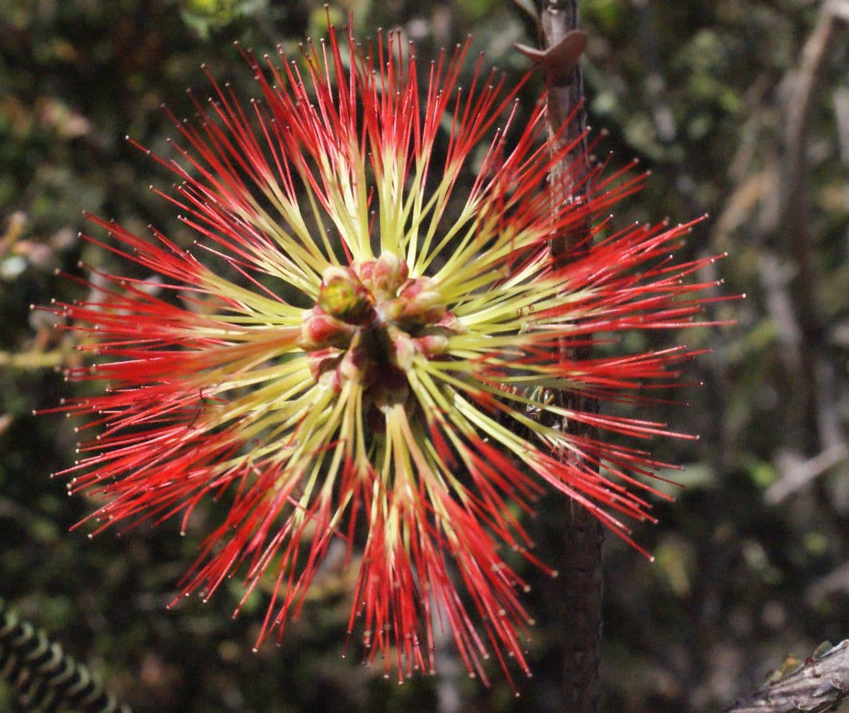 Grevillea scarlatta 2