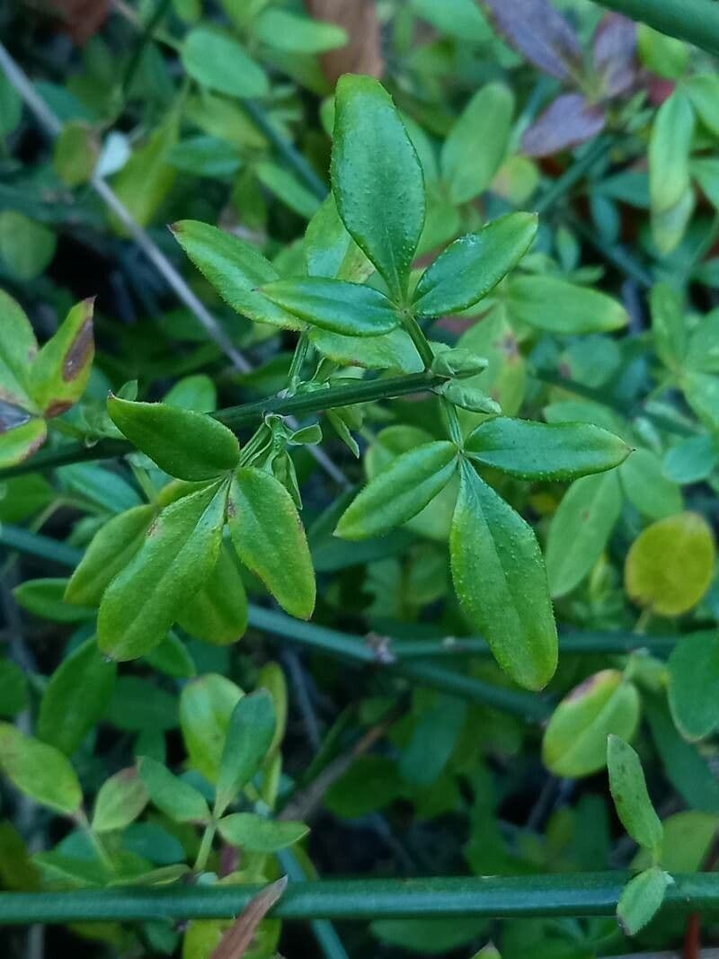 Winter-Jasmin 16