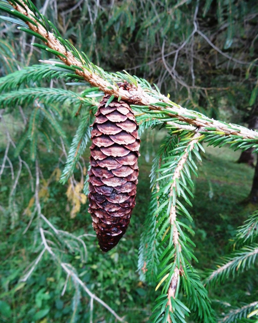 Abete brachytyla 4