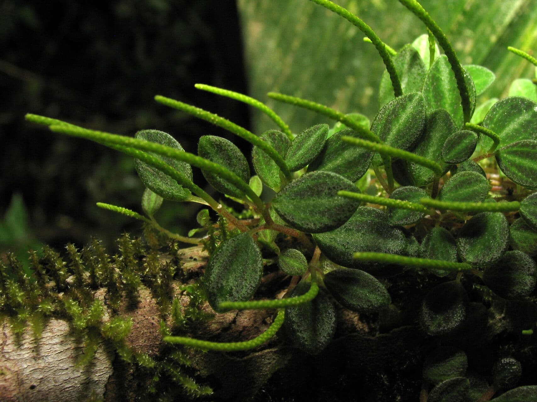 Peperomia 2