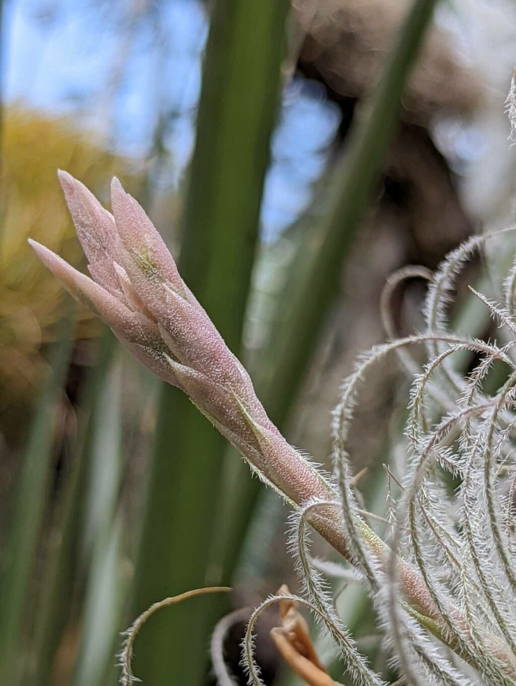 Tillandsia 10