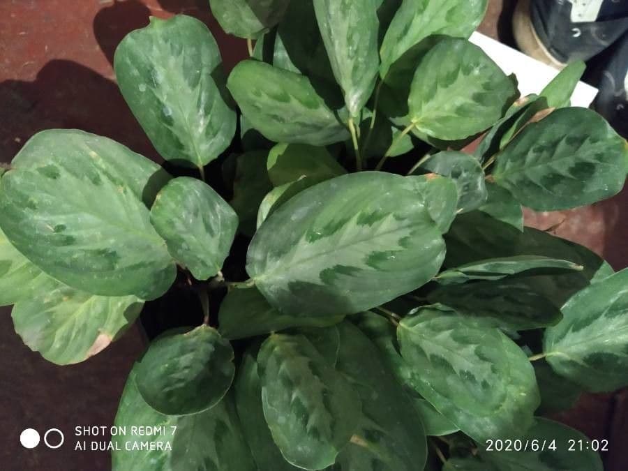 Maranta 4