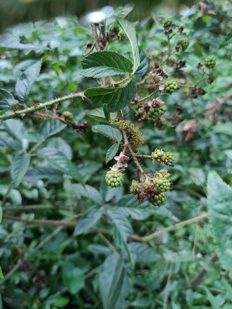 Gefurchte Brombeere 5