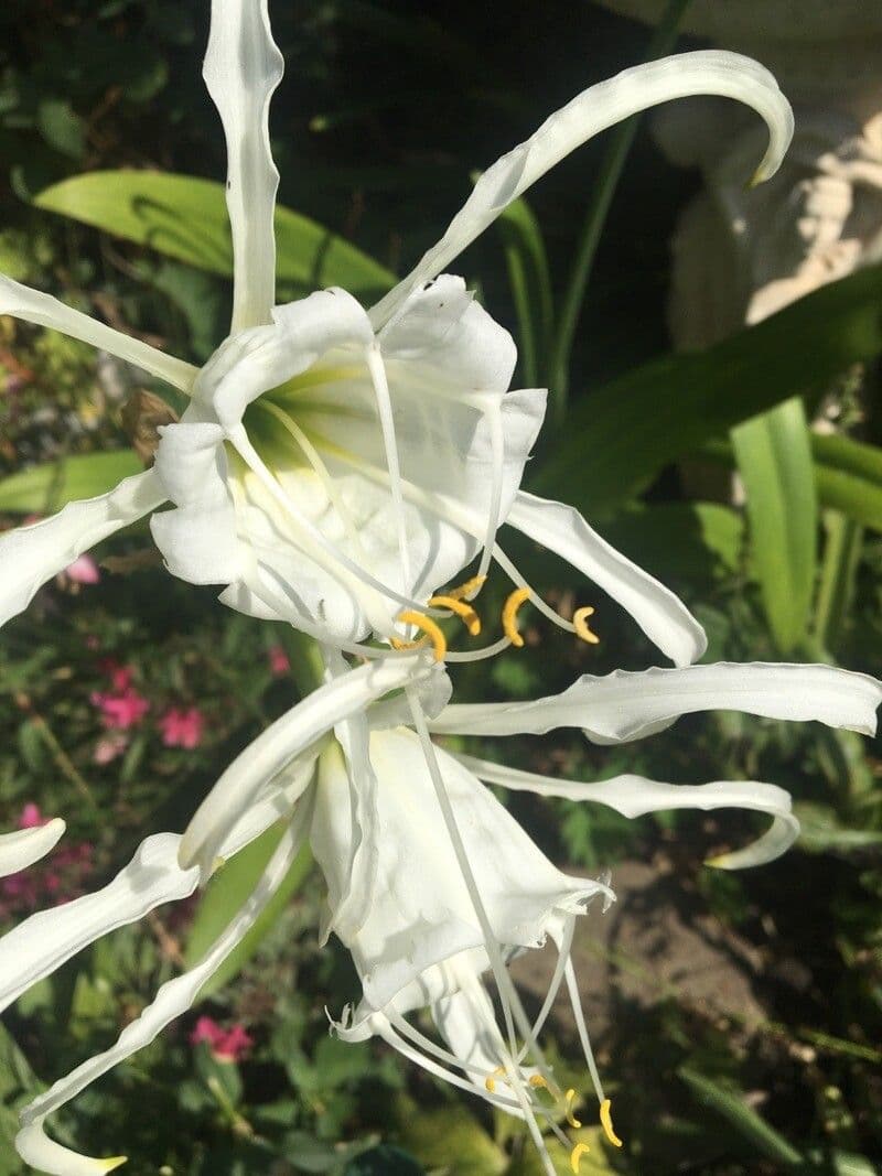 Hymenocallis 3