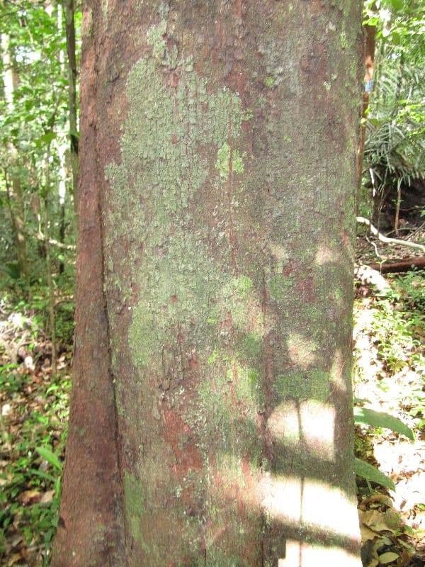Pouteria 9