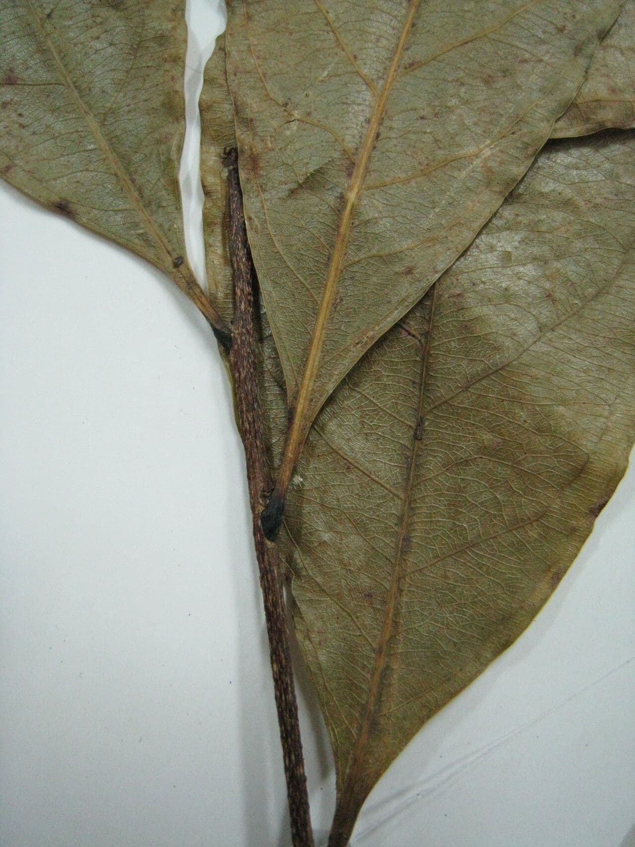 Pará-Cyrillopsis 11