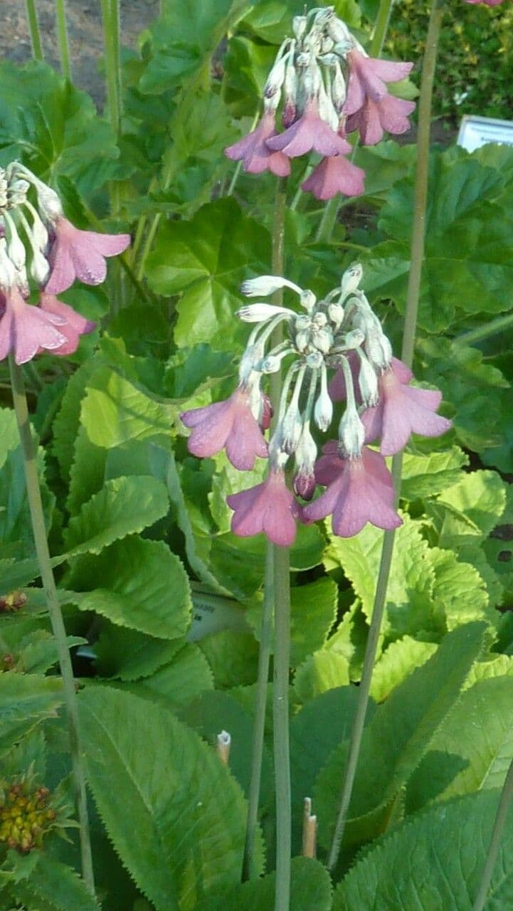 Primula