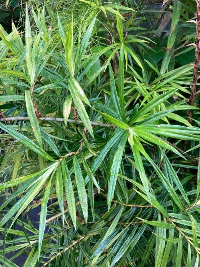 Freycinetia 16