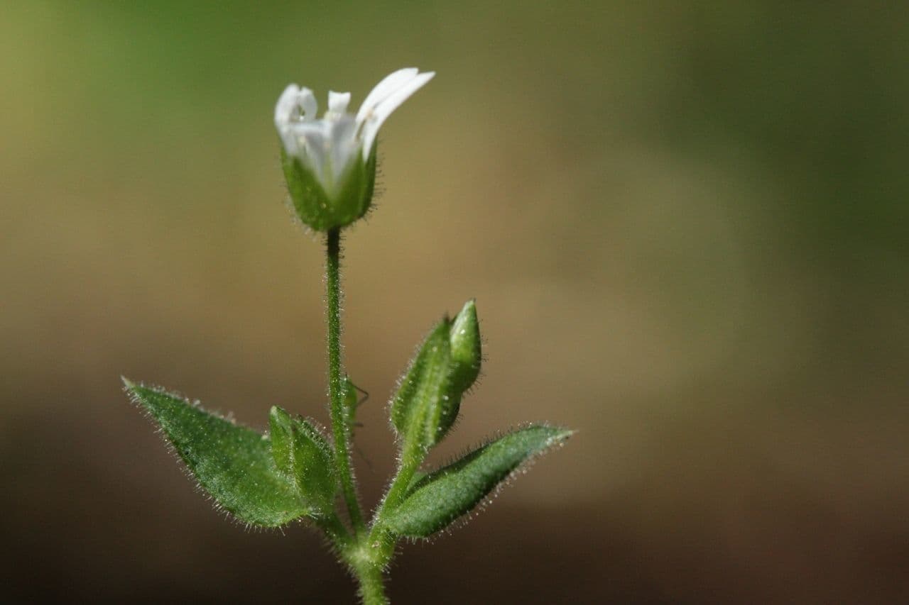 Stellaria cuspidata 7