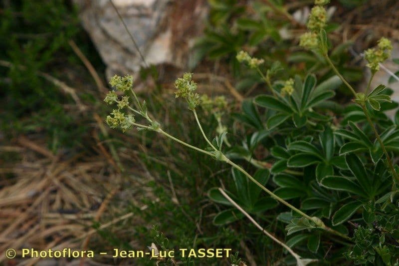 Alchemilla saxatilis 21