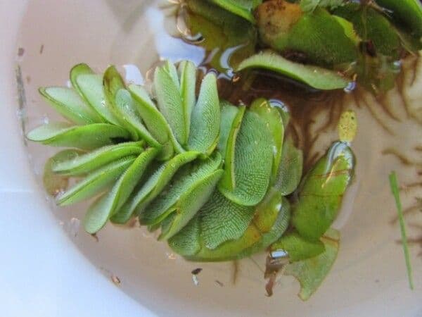 Salvinia ucholistá 9