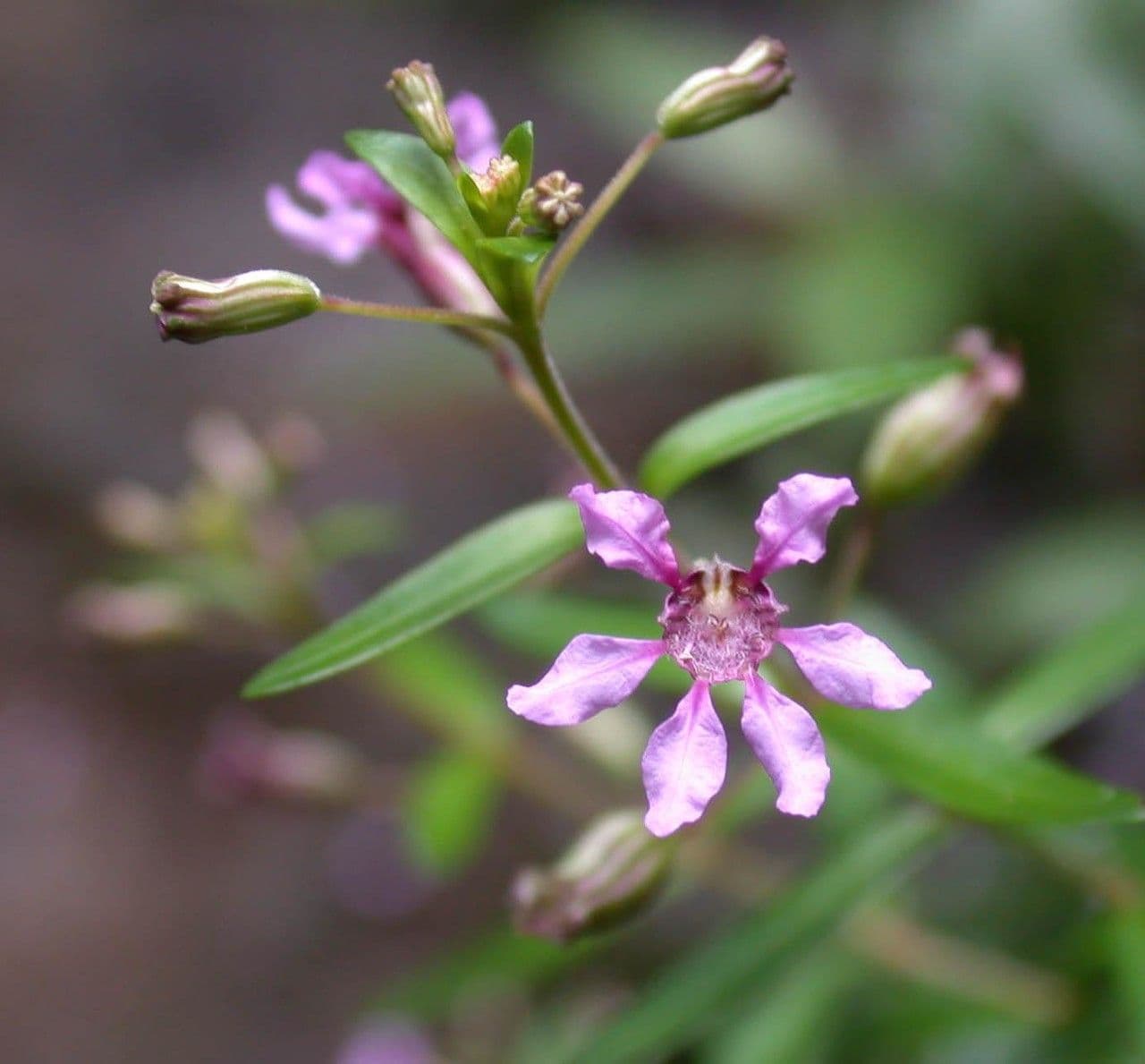 Cuphea utriculosa 3