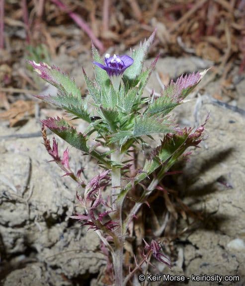 Navarretia 9