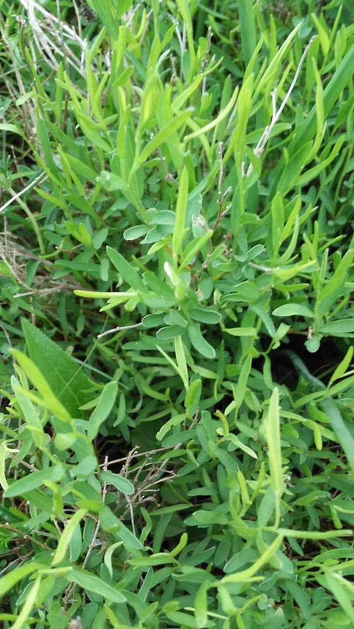 Ginestra setosa 2