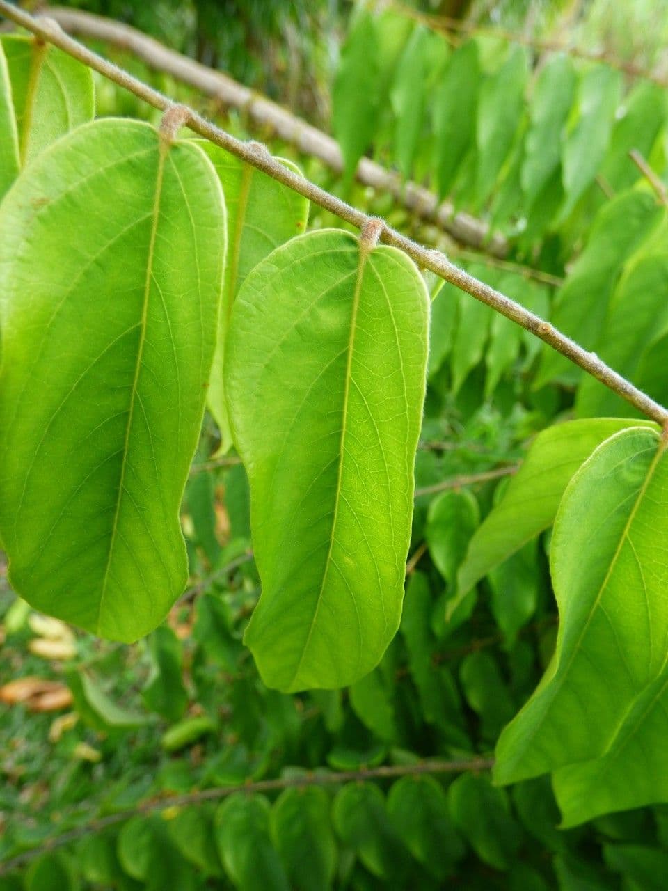 Bilimbi 17