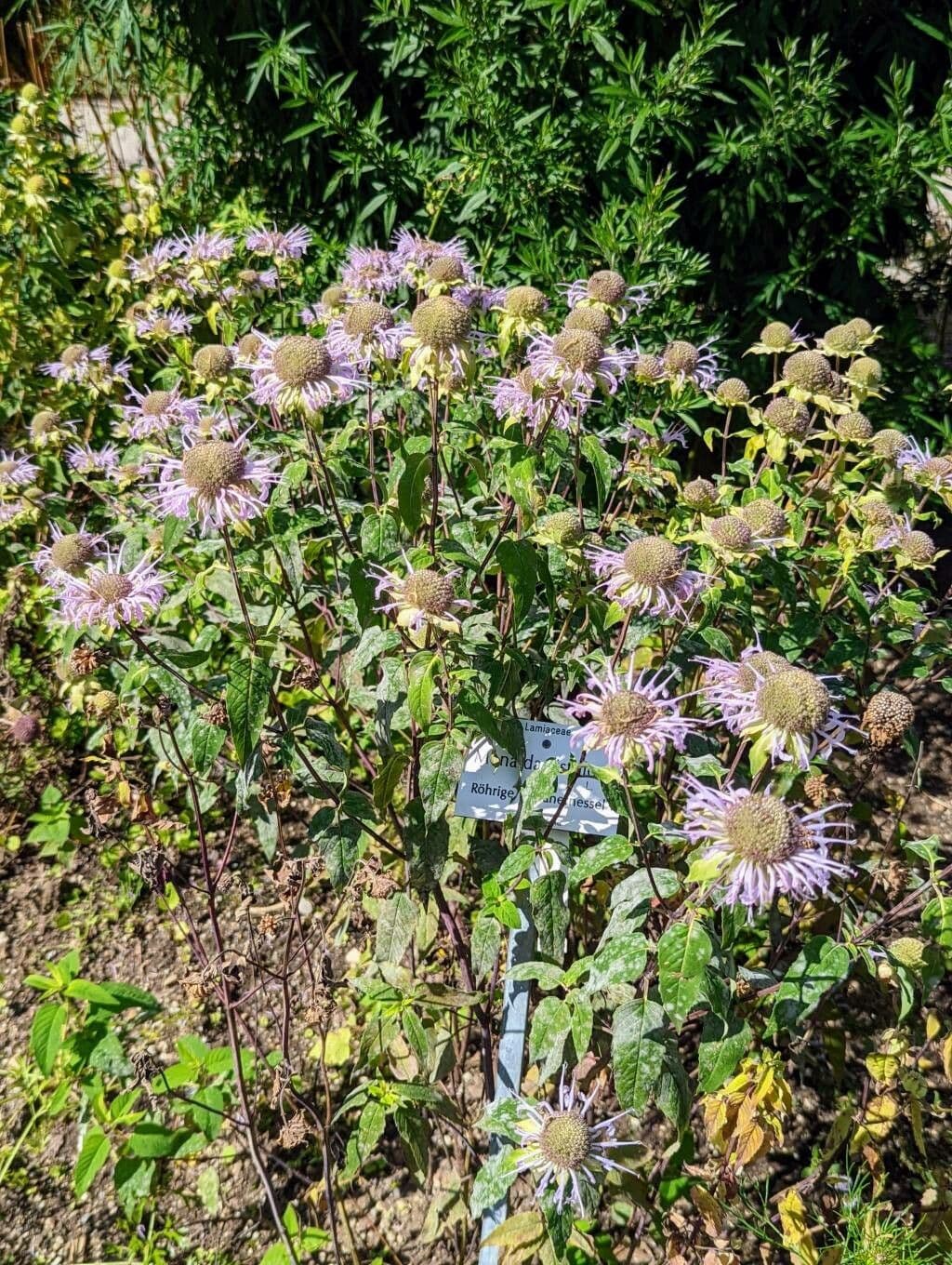 Monarda 13
