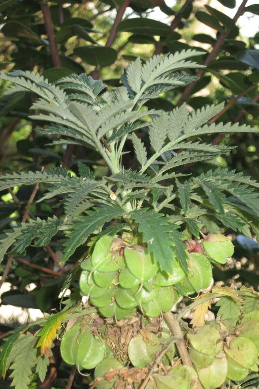 Melianthus 2