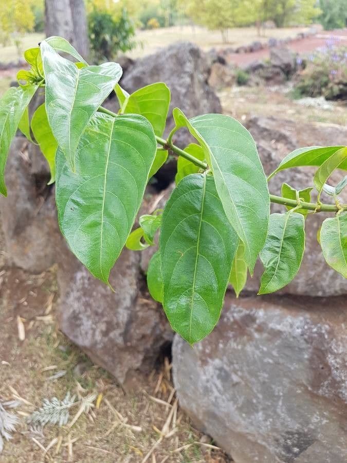 Mussaenda 16