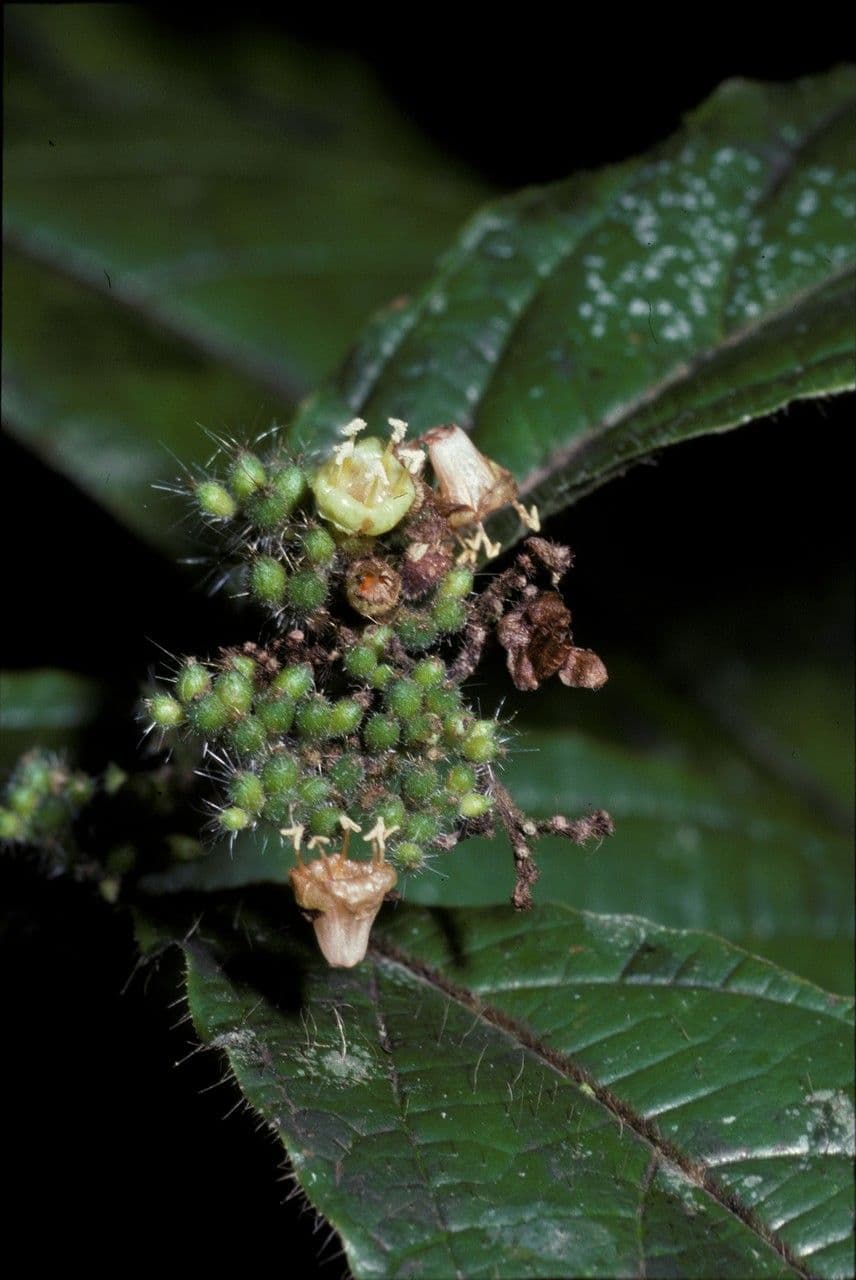 Cordia nodosa 4