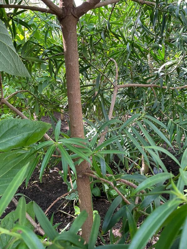 Podocarpus 2