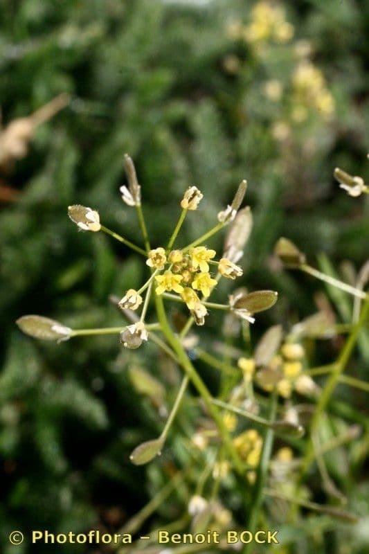 Draba lesná 17