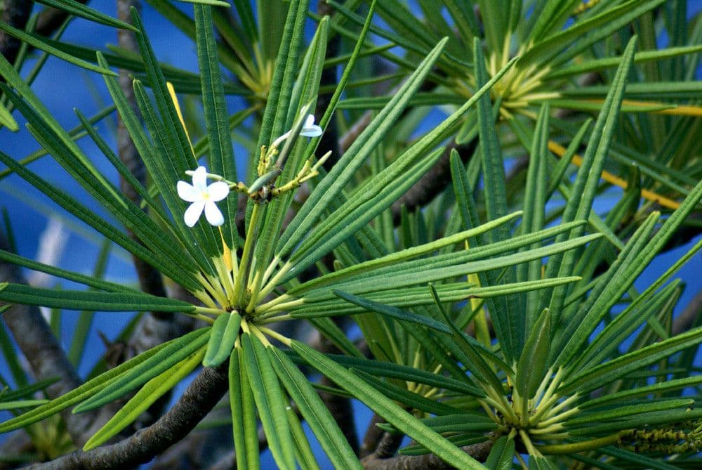 Algodoncillo blanco 29