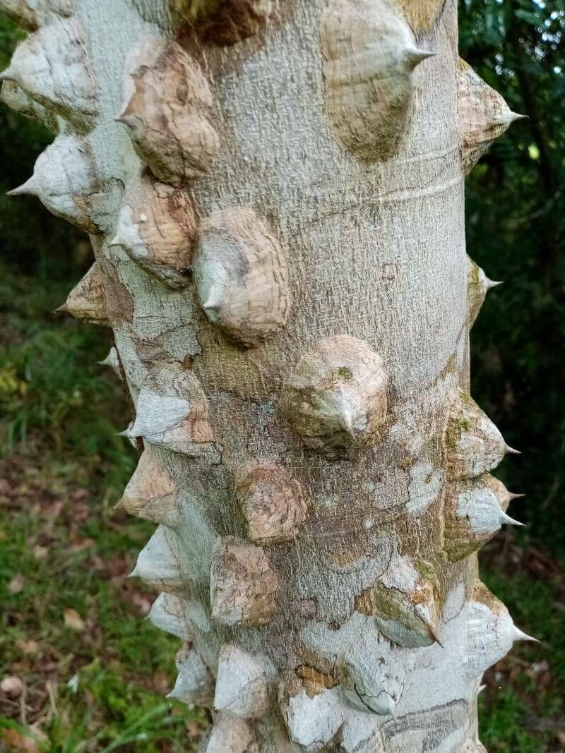 Zanthoxylum 9