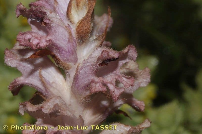 Succiamele garofanato 2