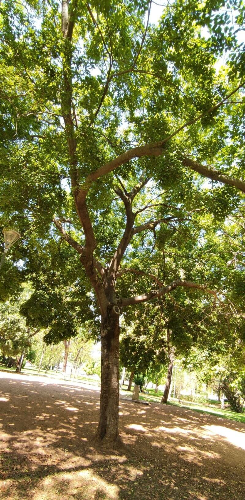Celtis sinensis 7