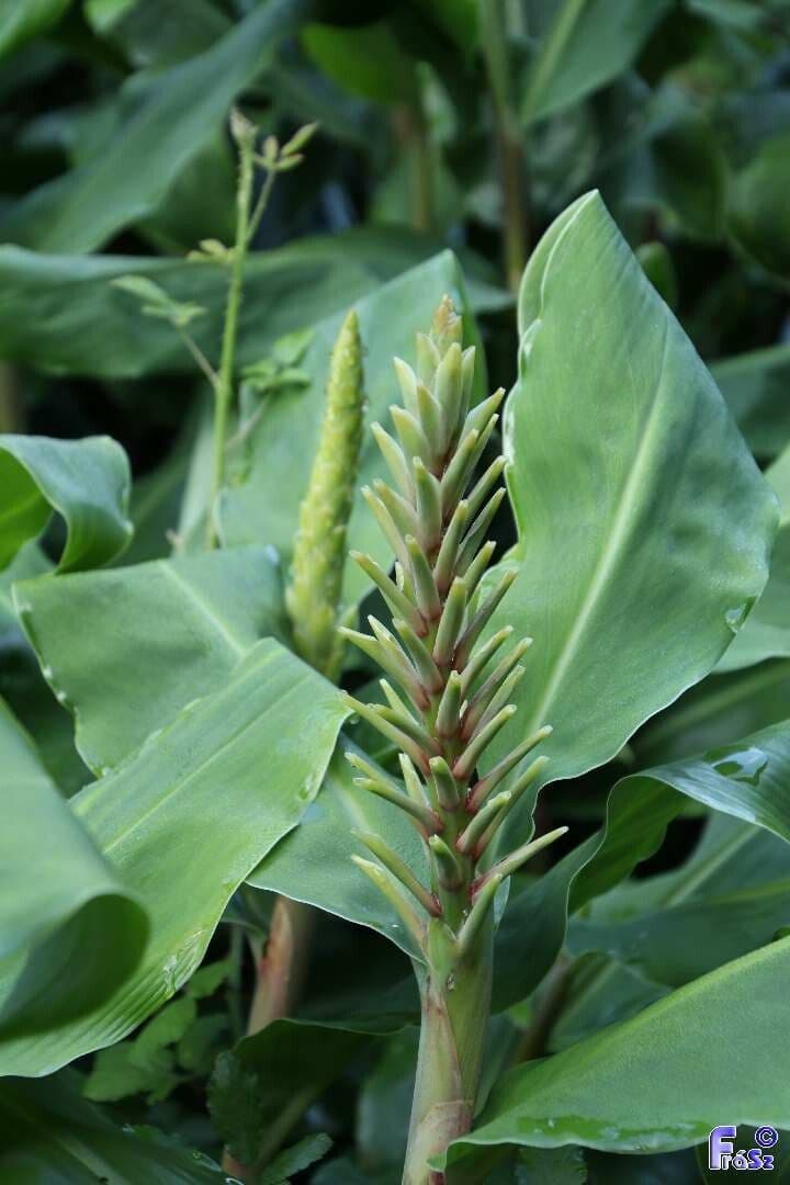 Zázvorník gardnerov 27