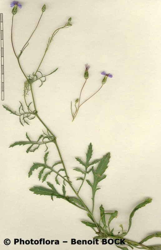 Crupina 26