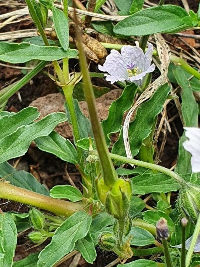 Schmalblättrige Monsonia