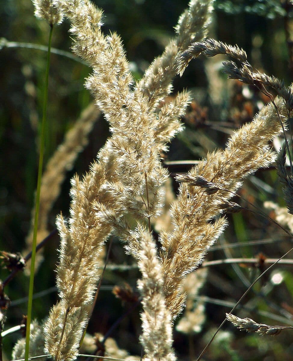 Třtina křovištní 5