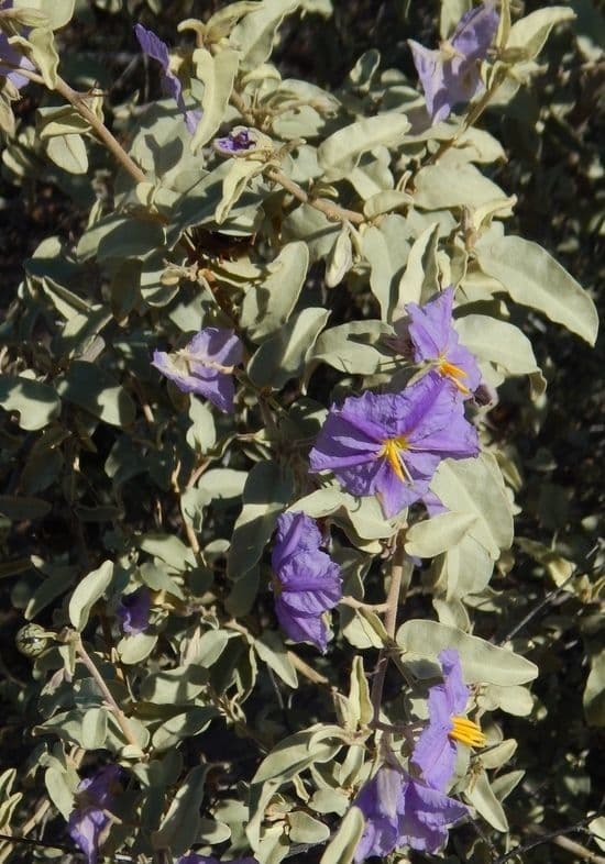 Solanum hindsianum 11