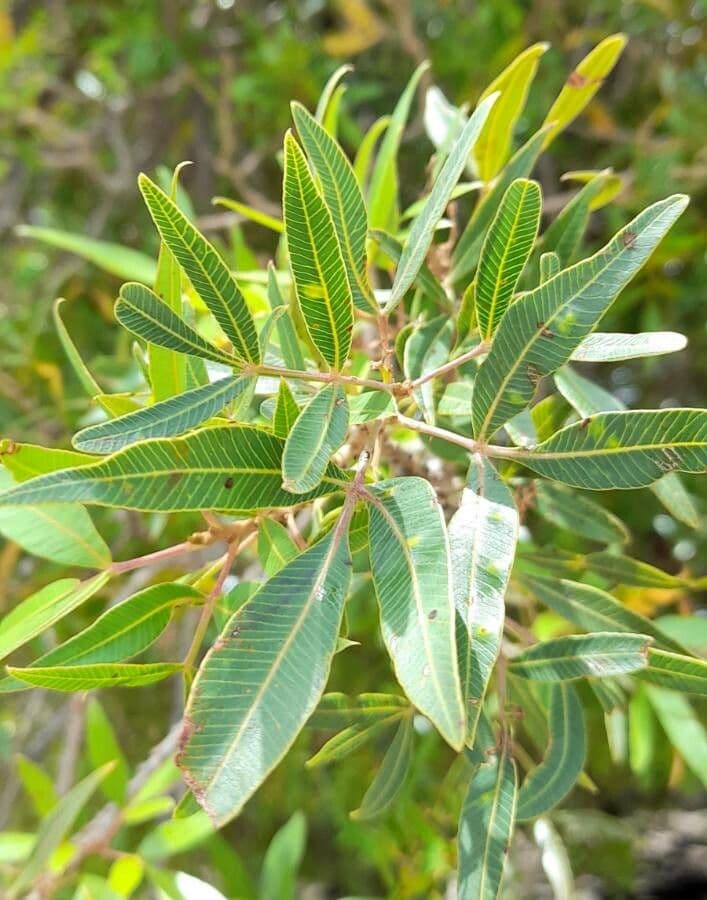 Lithraea molleoides 12