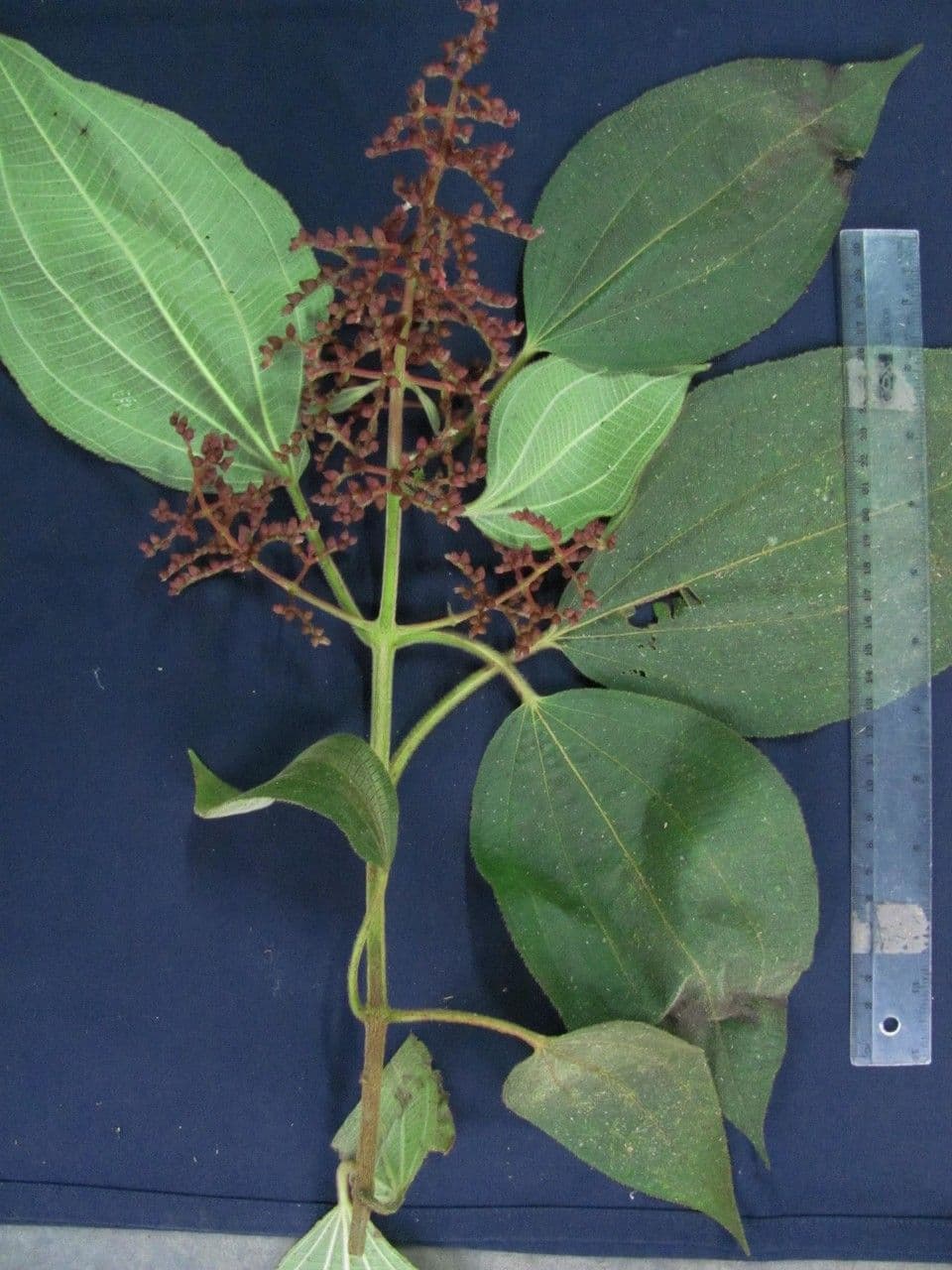 Miconia 19