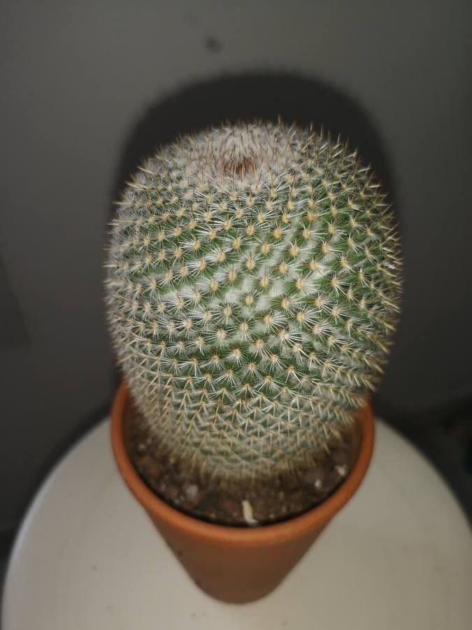 Kugelkaktee 8