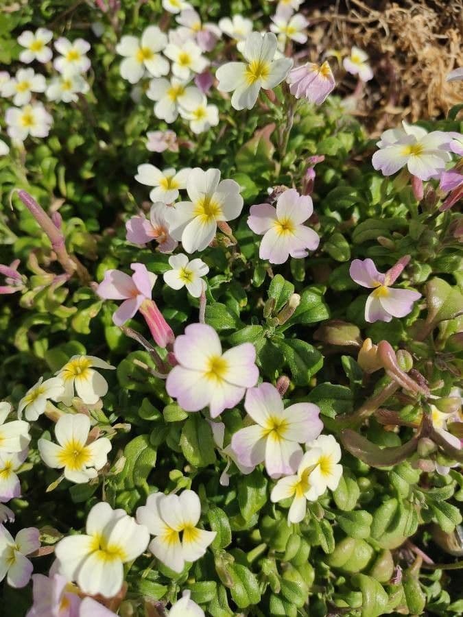 Malcolmia Marittima 12