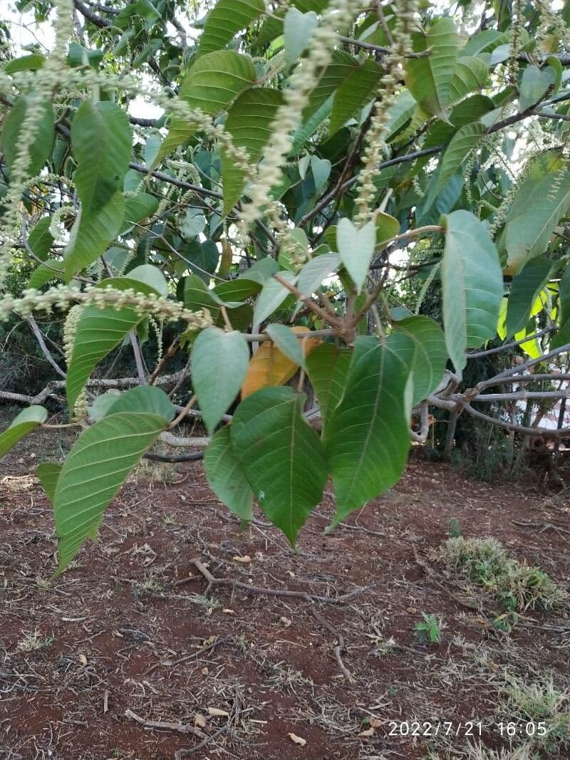Croton 12