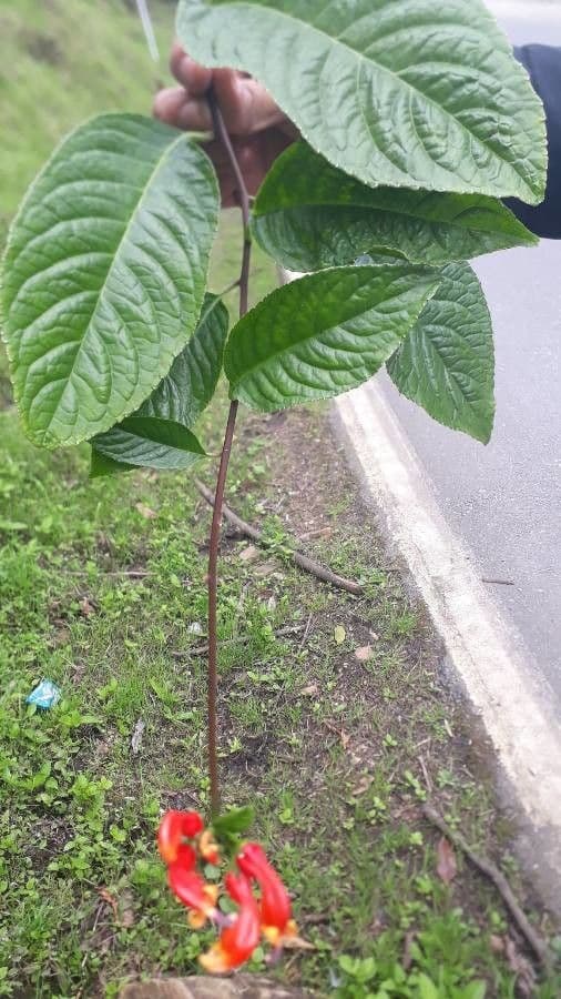 Centropogon 5