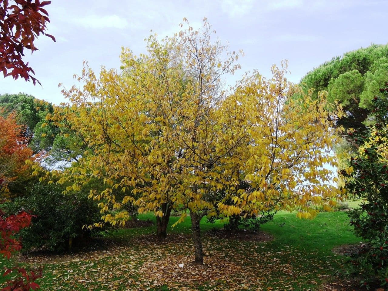 Karolinischer Schneeballbaum 15
