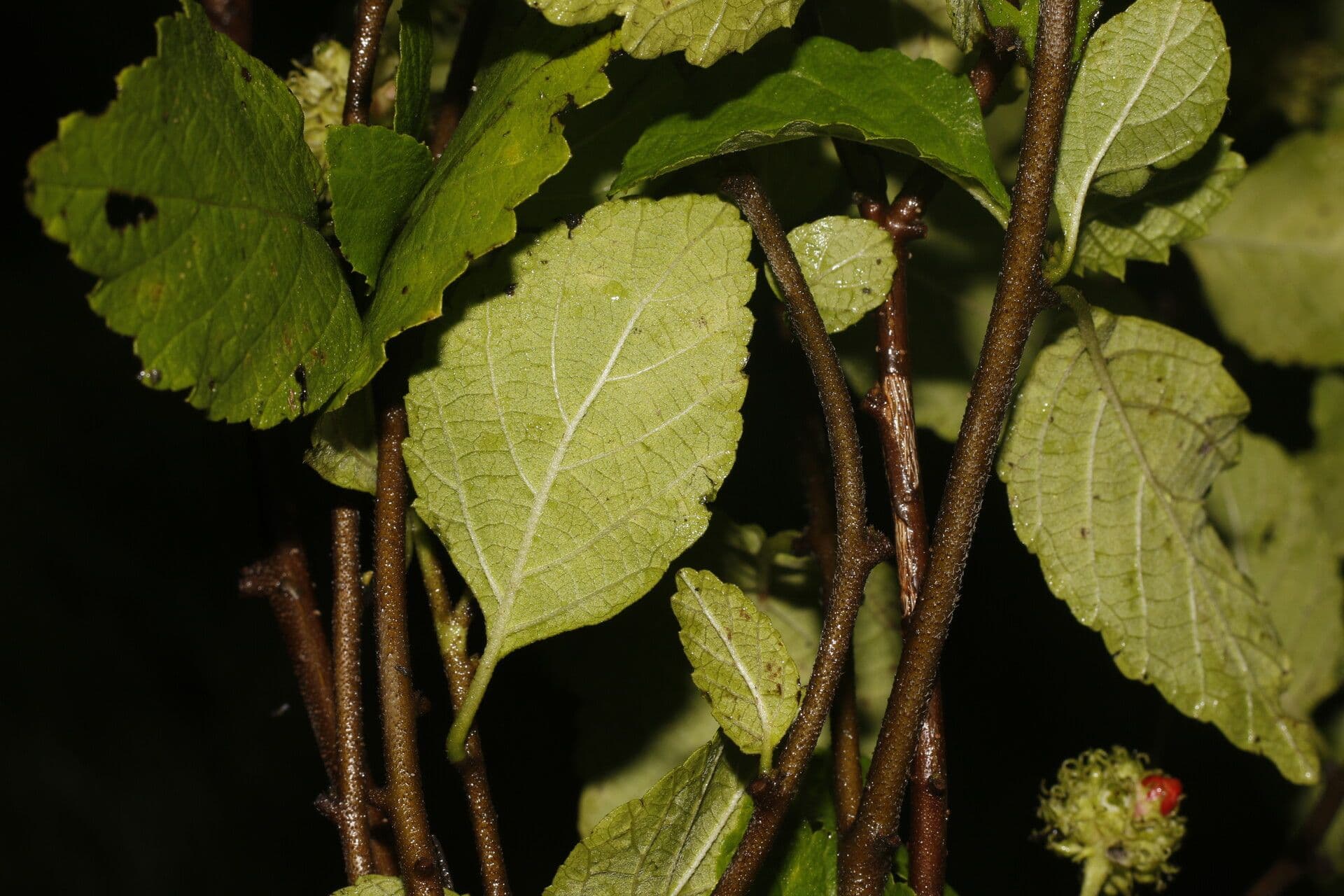 Varronia bullata 7