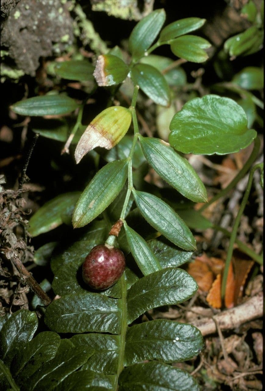 Luzuriaga