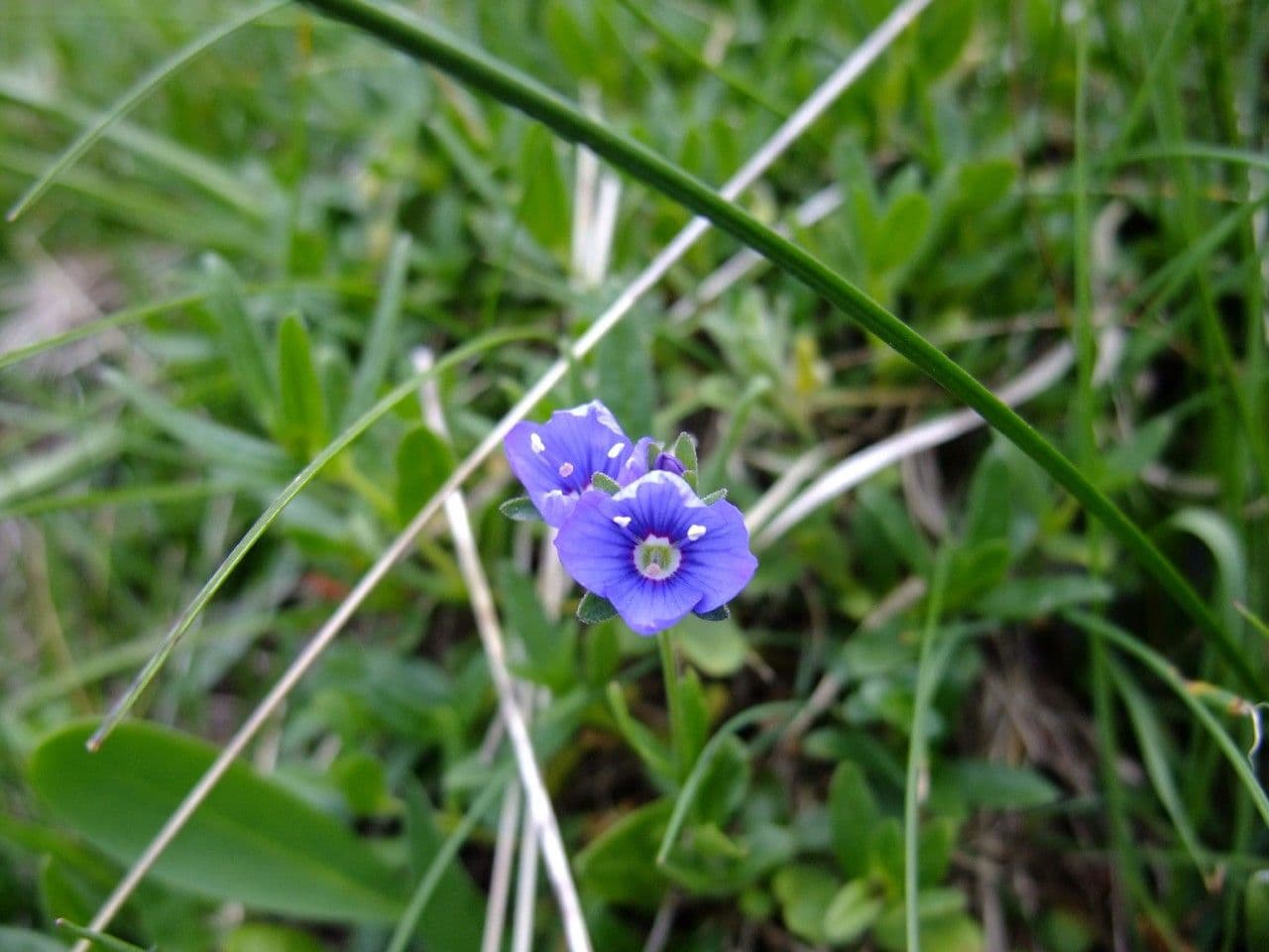 Veronica lucida 28