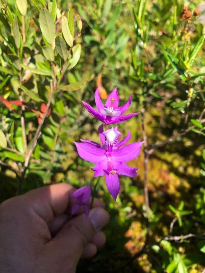 Calopogon tuberoso 4