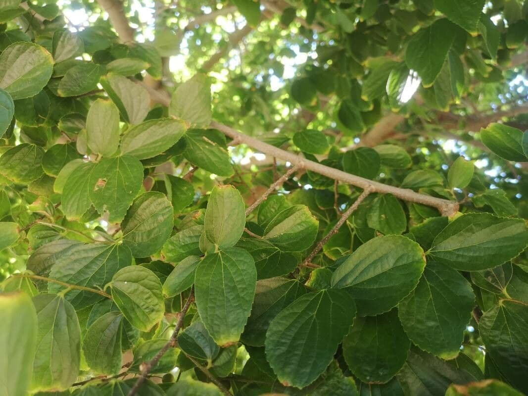 Celtis sinensis 21