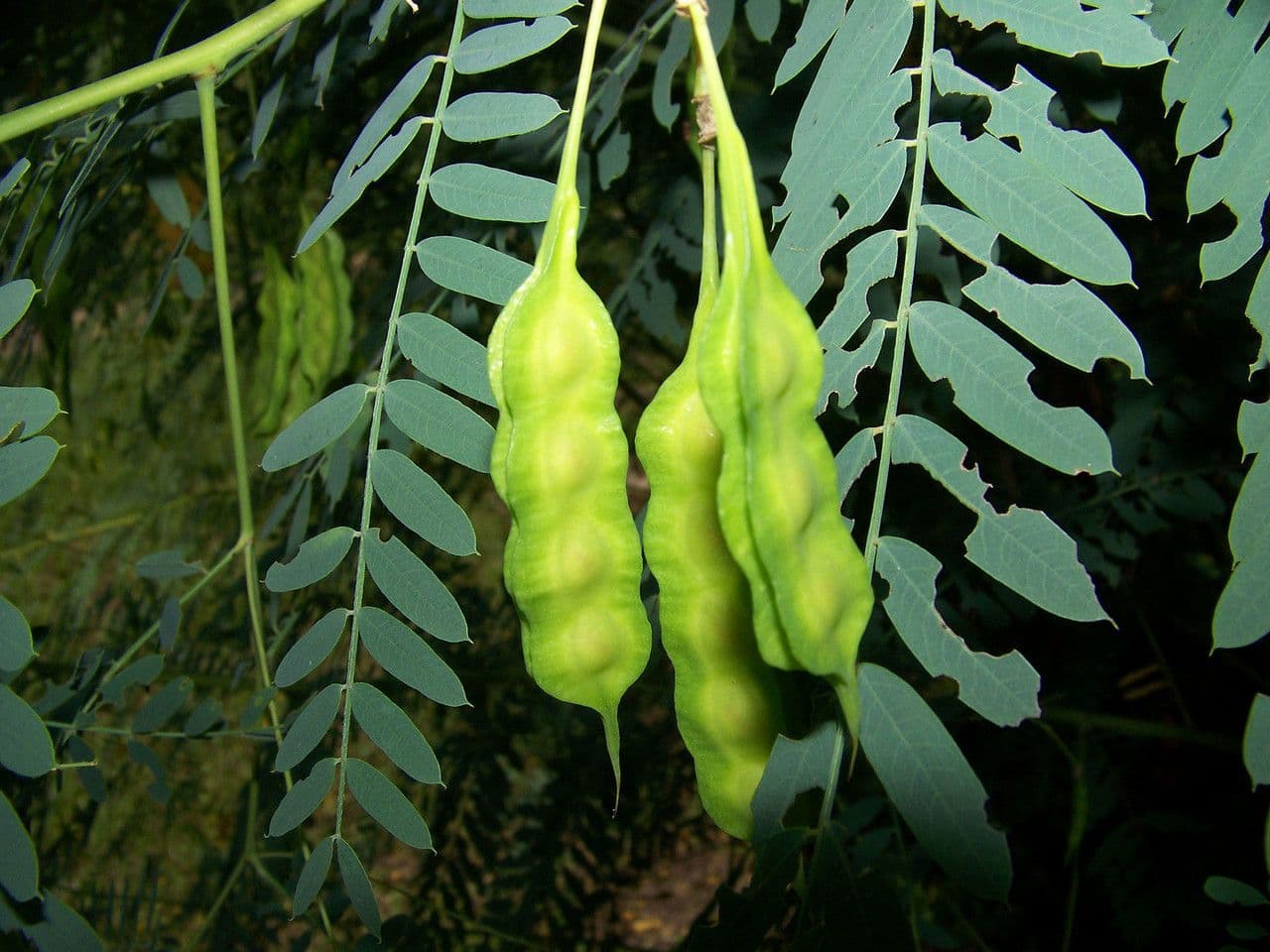 Sesbania drummondii 2